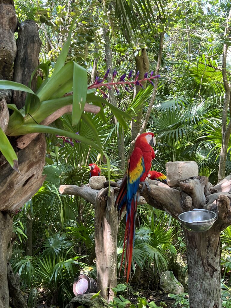 I LOVE that you can visit the Xcaret Parks if you stay at Xcaret Arte for your all-inclusive destination wedding!